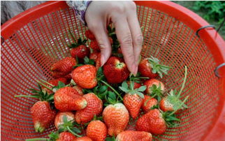 摘草莓户外活动教案